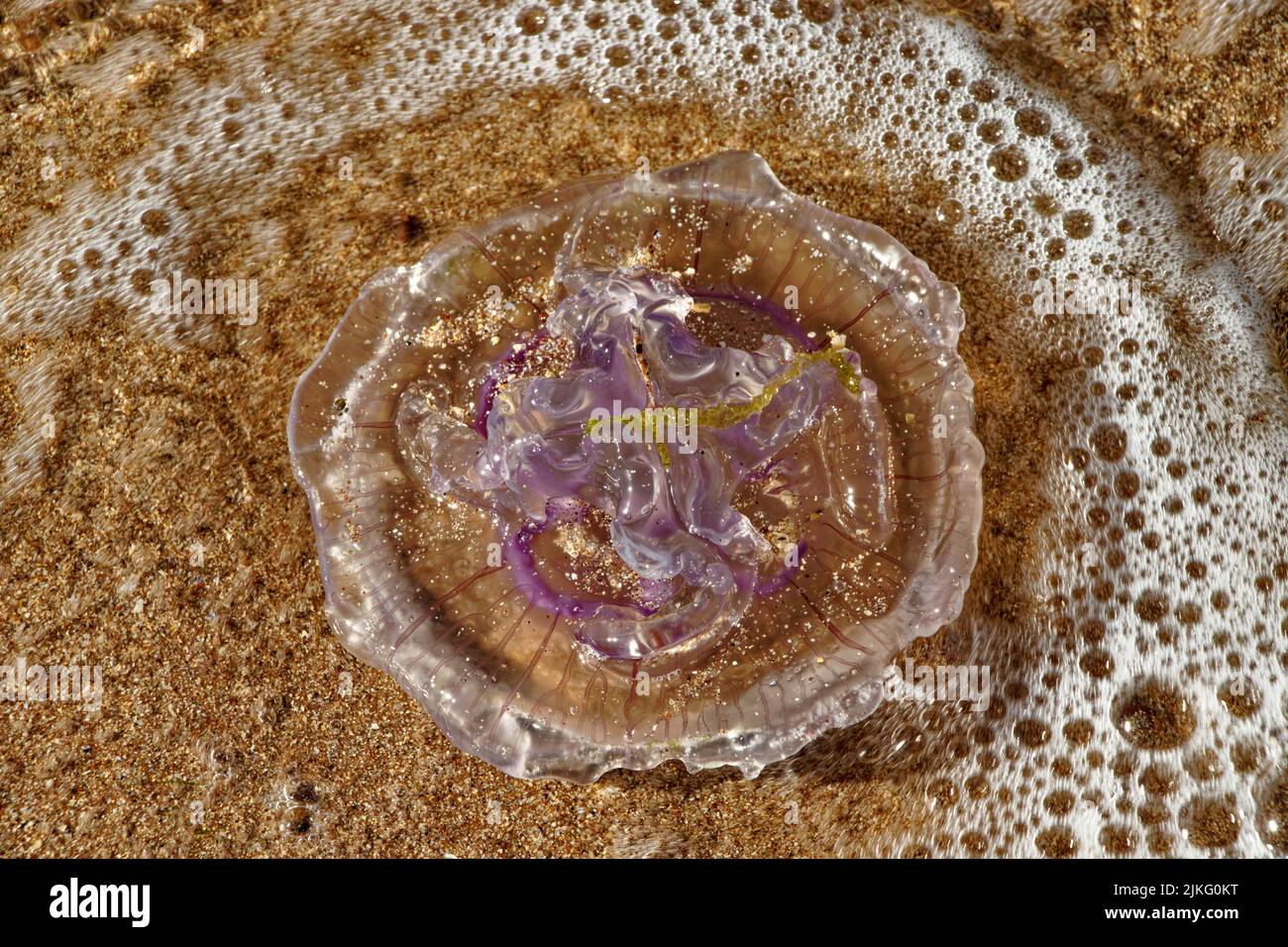 MONDQUALLE AURELIA AURITA STRANDETE AN EINEM SANDSTRAND IN WEST-SCHOTTLAND Stockfoto