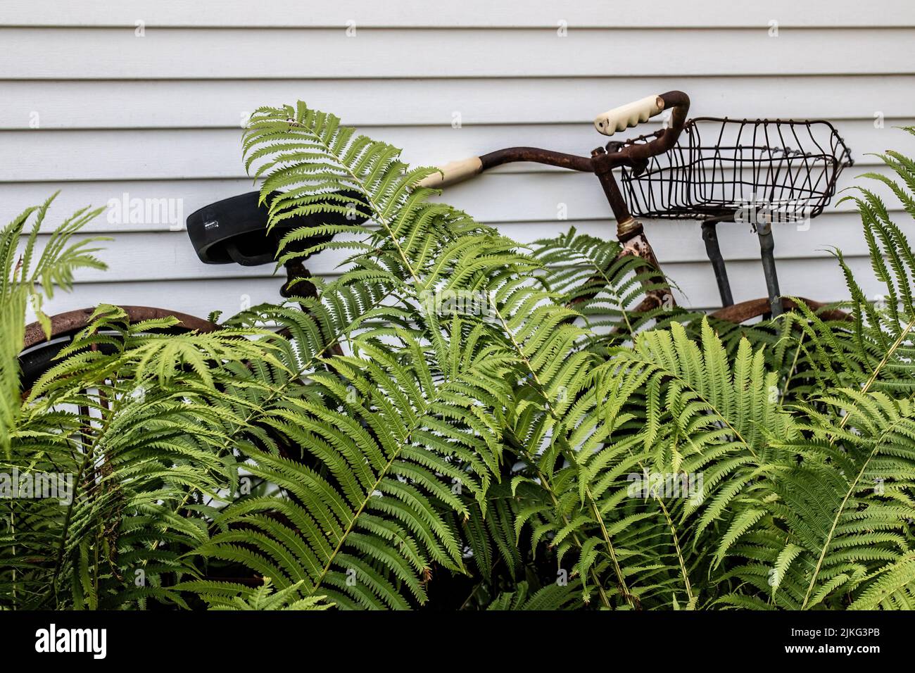 Altmodisches Fahrrad zwischen den Farnen in einem Sommergarten; inspiriert vom Zauberer von Oz. Stockfoto