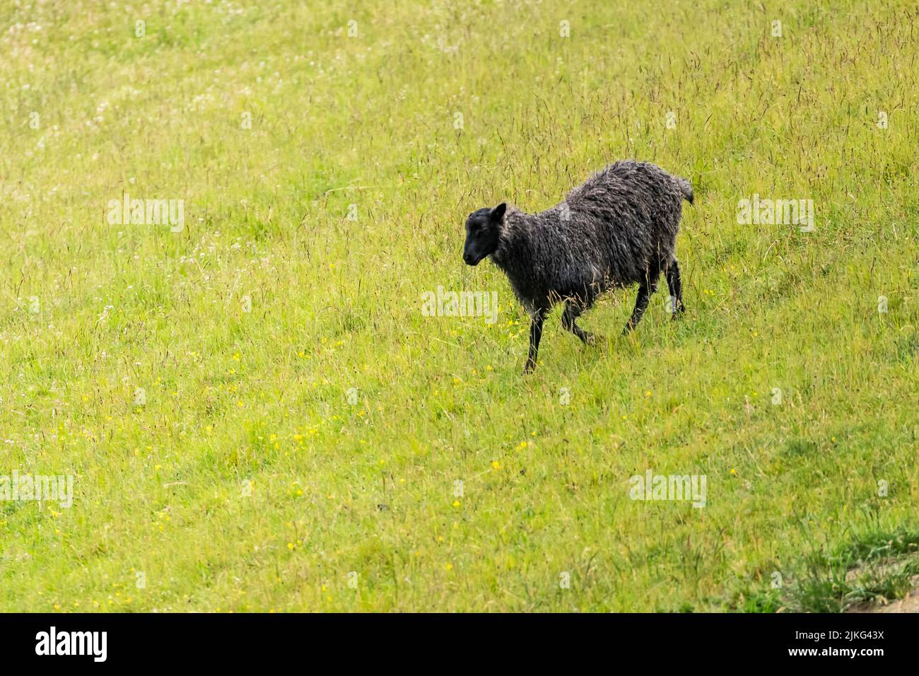 Schwarze Schafe auf grünem Hang, geschossen unter hellem bewölktem Licht in der Nähe von Jillinge, Sjaellands, Dänemark Stockfoto