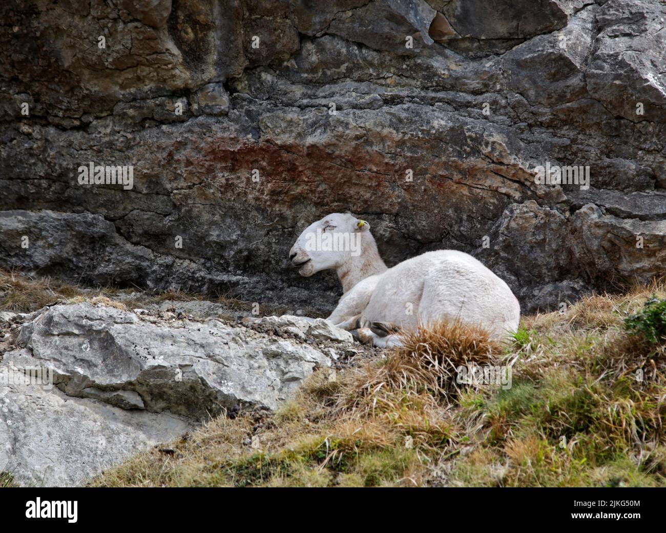 Geschorene Schafe, die sich unter dem Felsvorspring in den Panorama Mountains in der Nähe von Llangollen, Wales, unterbringen Stockfoto