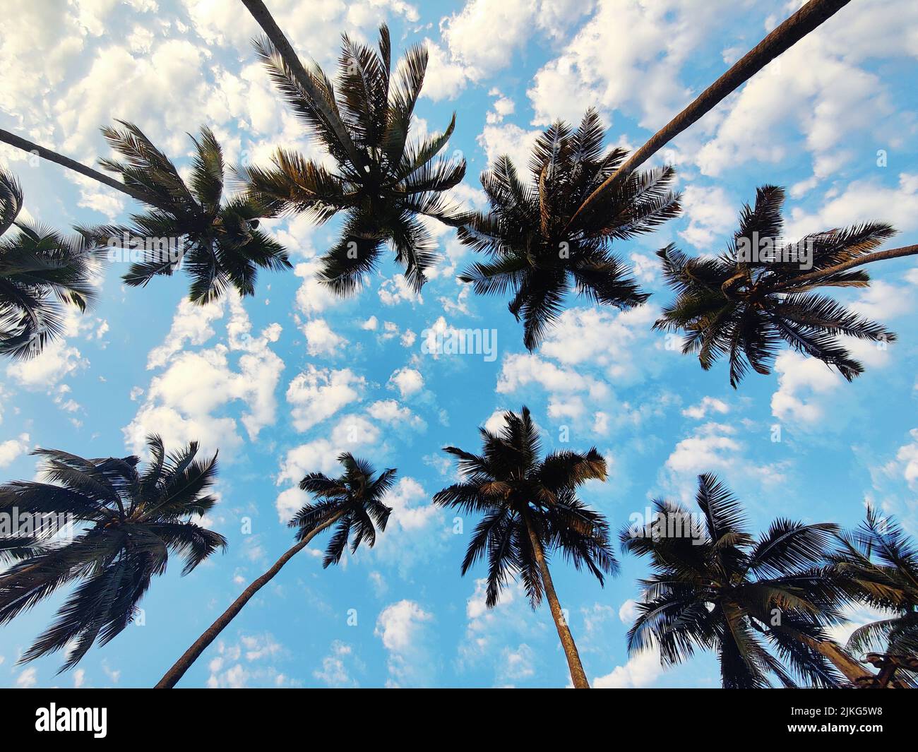 Parra Coconut Tree Road mit Kokospalmen, St. Annes Church Rd, Parra, Goa, Indien Stockfoto