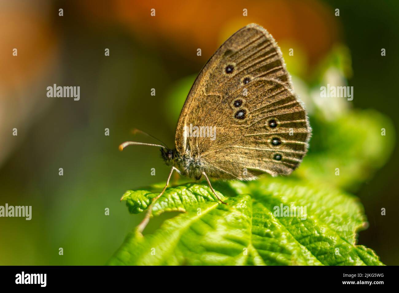 Rasenmäher - eine Art von Insekten aus der Reihenfolge der Schmetterlinge. Stockfoto