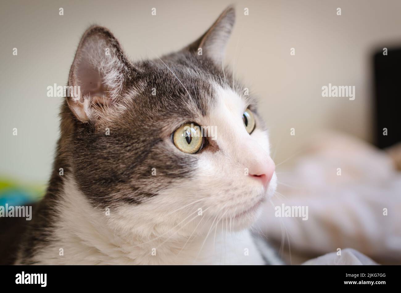 Porträt einer grauen und weißen Katze. Ein Nahaufnahme-Porträt einer grauen und weißen europäischen Hauskatze in ihrer Umgebung. Stockfoto