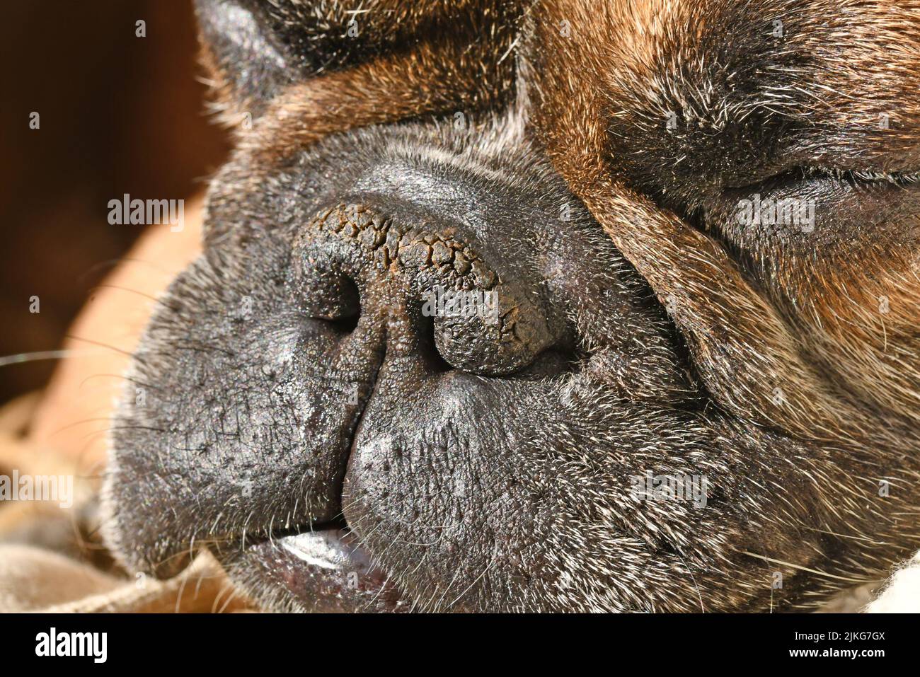 Trockene brachycepalische Hundenase mit schmalen Nasenlöchern eines französischen Bulldoggen Stockfoto