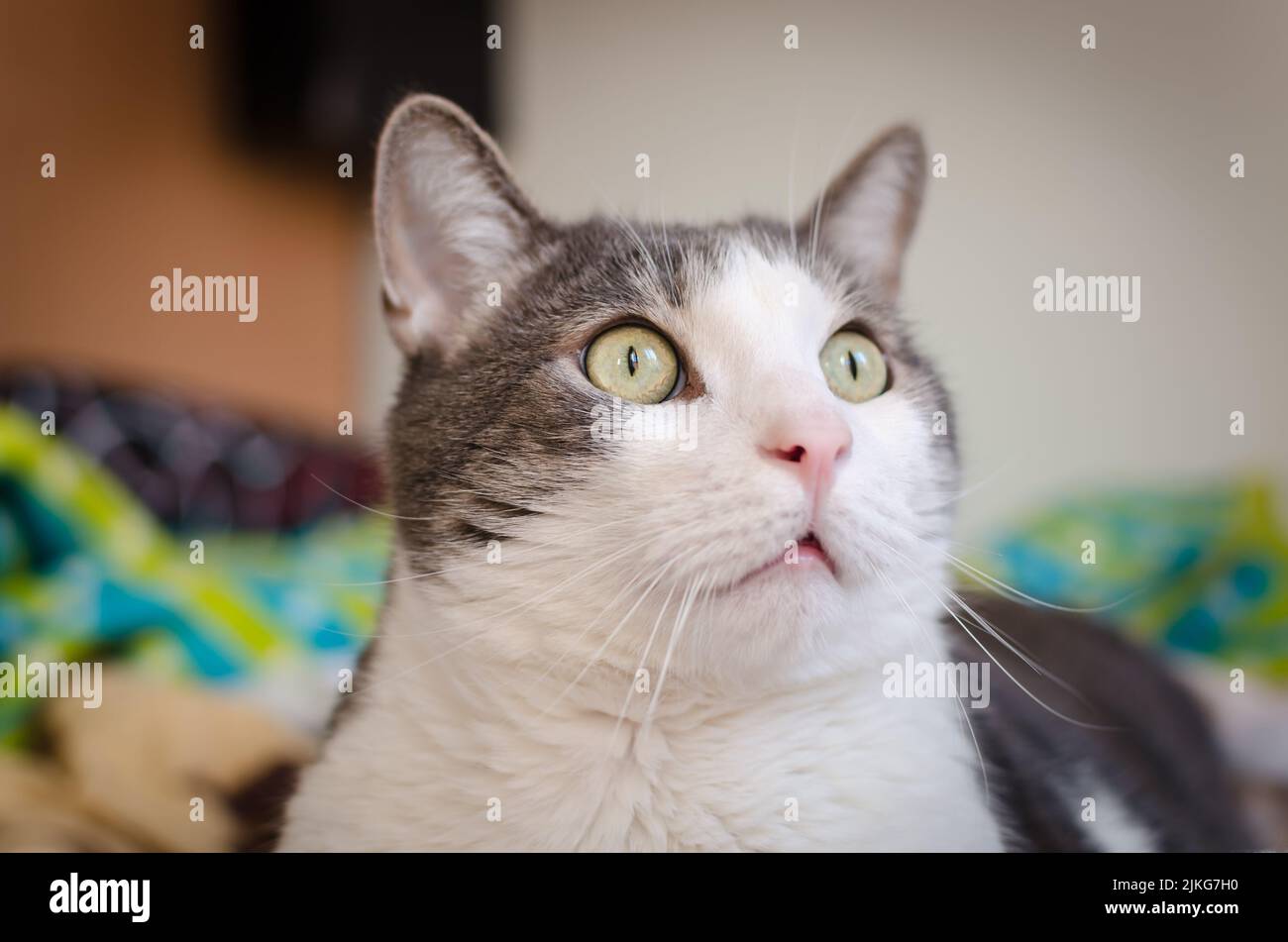 Porträt einer grauen und weißen Katze. Ein Nahaufnahme-Porträt einer grauen und weißen europäischen Hauskatze in ihrer Umgebung. Stockfoto