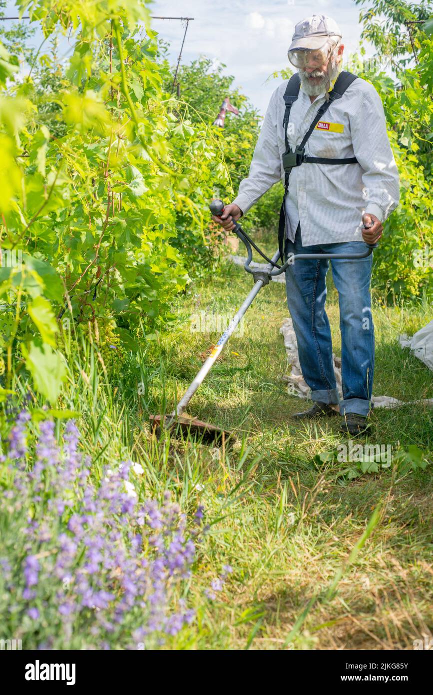 Der Gärtner mäht das Gras auf dem Gartenweg mit einem Trimmer. Der
