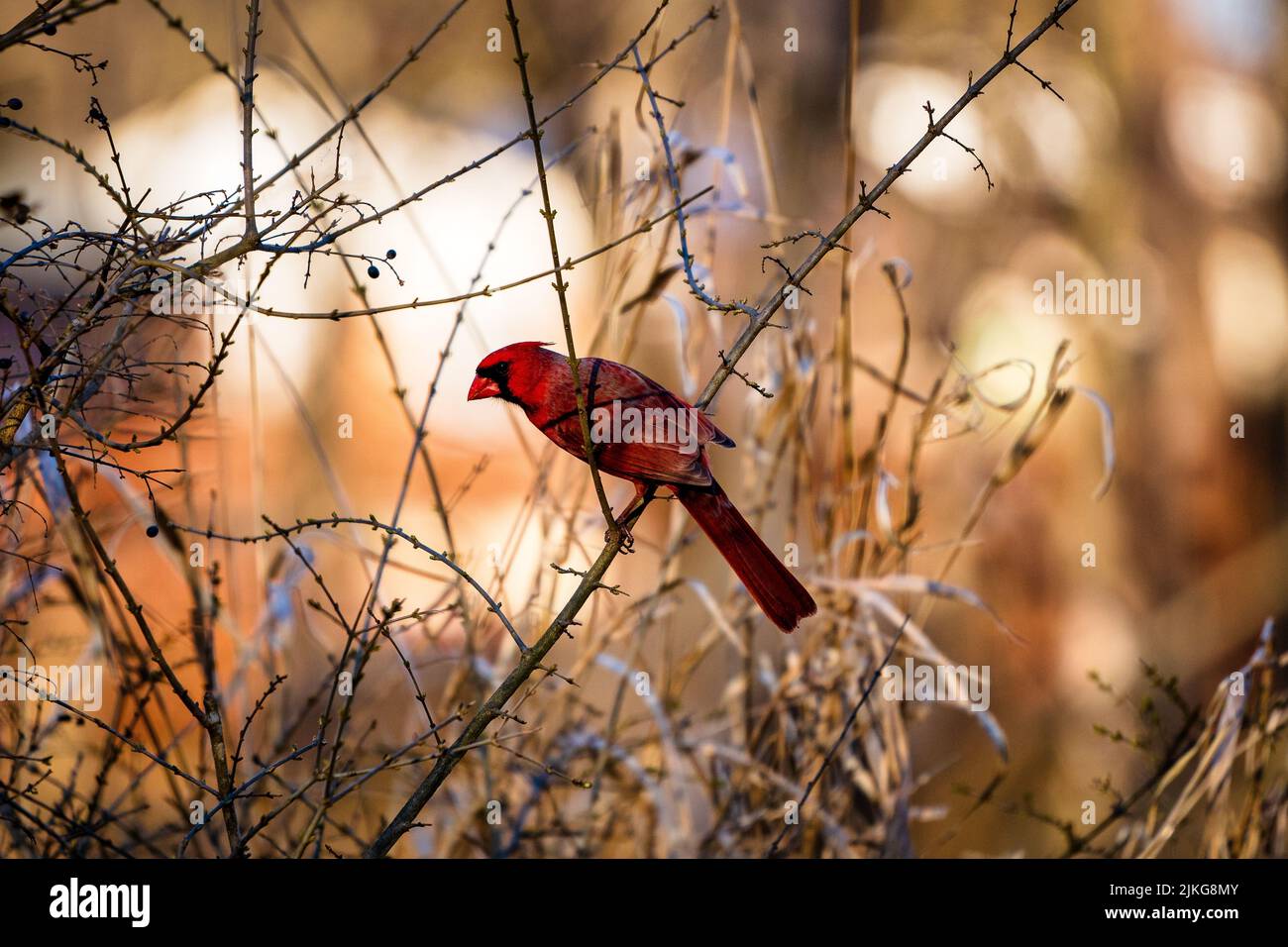 Ein roter Kardinal thront auf einem Baumzweig Stockfoto