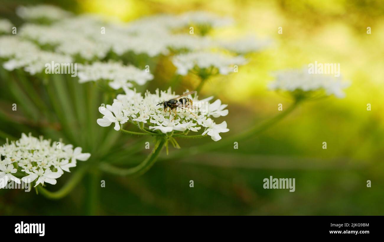 Riesenhuhn Heracleum mantegazzianum Blüte Blüte Blüte Wagenrad-Blume, westliche Honigwespe Vespula germanica Bienen fliegende Insekten sammeln Stockfoto