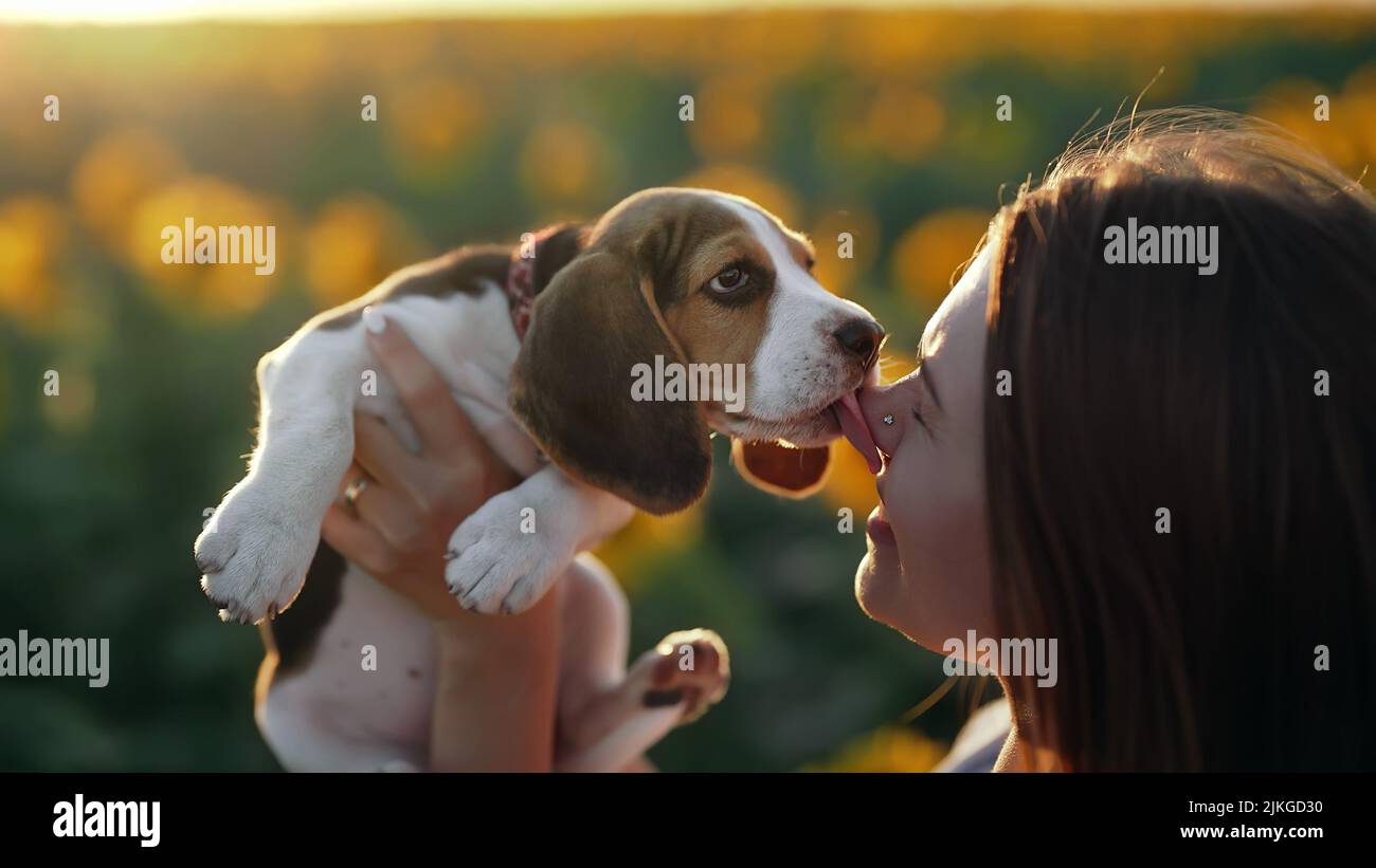 Der kleine Beagle-Welpe leckt mit Liebe das Gesicht seines Besitzers. Happy Dog verbringt gute Zeit auf Natur Landschaft Sonnenblumen Feld Hintergrund. Niedlicher Hündchen Stockfoto