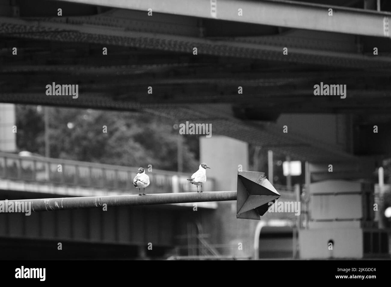 Nahaufnahme von zwei Möwen auf einem Stahlmast über dem Fluss Maas in Venlo, Niederlande Stockfoto