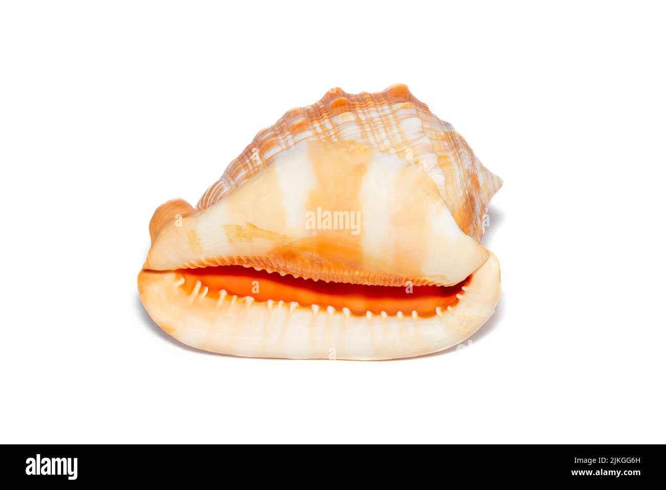 Bild einer orangen Cassis cornuta auf weißem Hintergrund. Unterwassertiere. Muscheln. Gehörnte Helmschale. Stockfoto