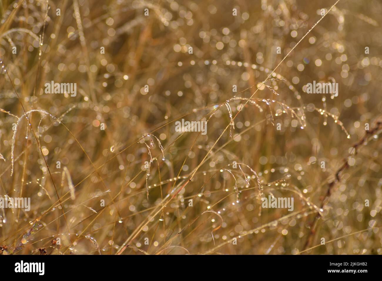 Reifes Gras mit kondensierten Wassertröpfchen am Herbstmorgen Stockfoto