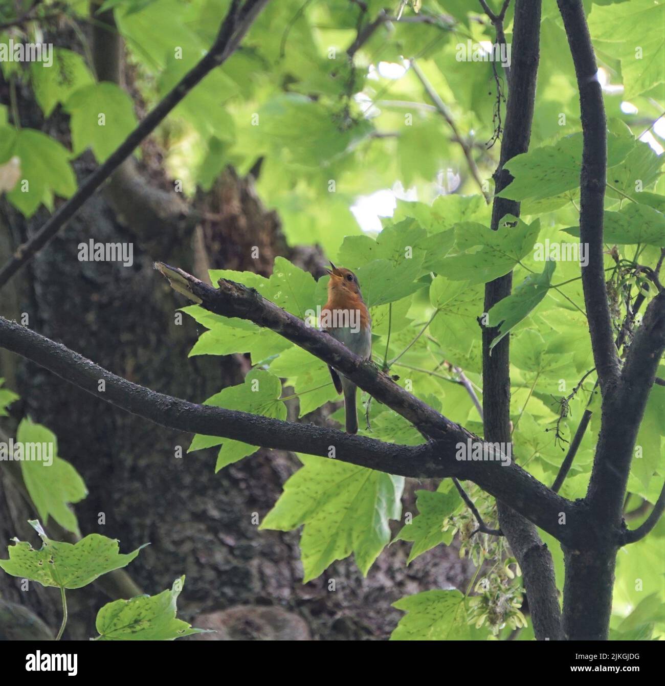 Rotkehlchen singt im Baum Stockfoto