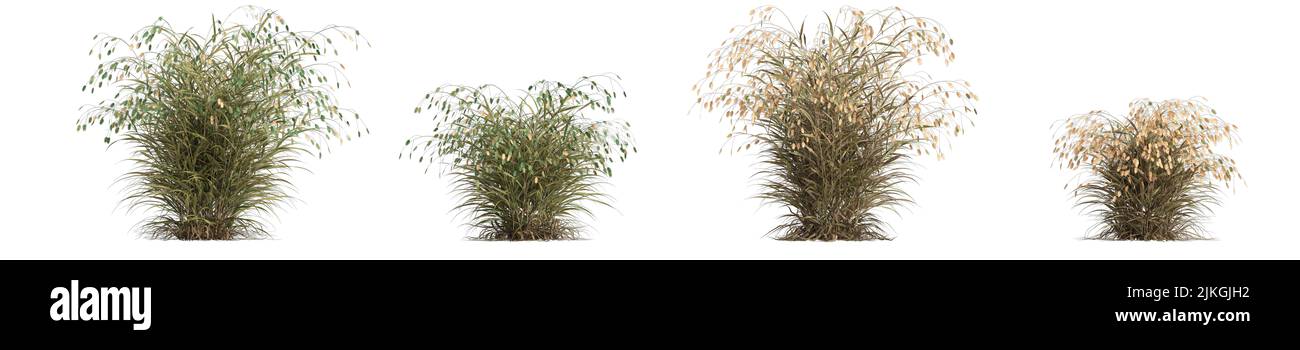 3D Abbildung des gesetzten Chasmanthium latifolium Grases isoliert auf weißem Hintergrund Stockfoto