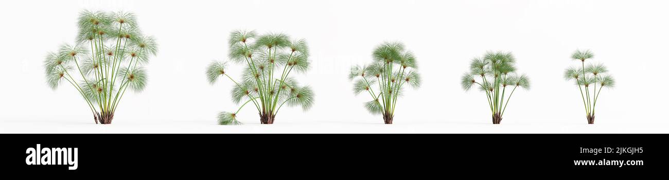 3D Illustration des Satzes cyperus Papyrus Gras isoliert auf weißem Hintergrund Stockfoto