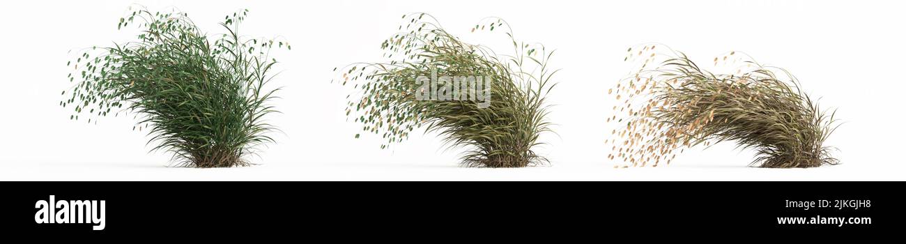 3D Abbildung des gesetzten Chasmanthium latifolium Grases isoliert auf weißem Hintergrund Stockfoto