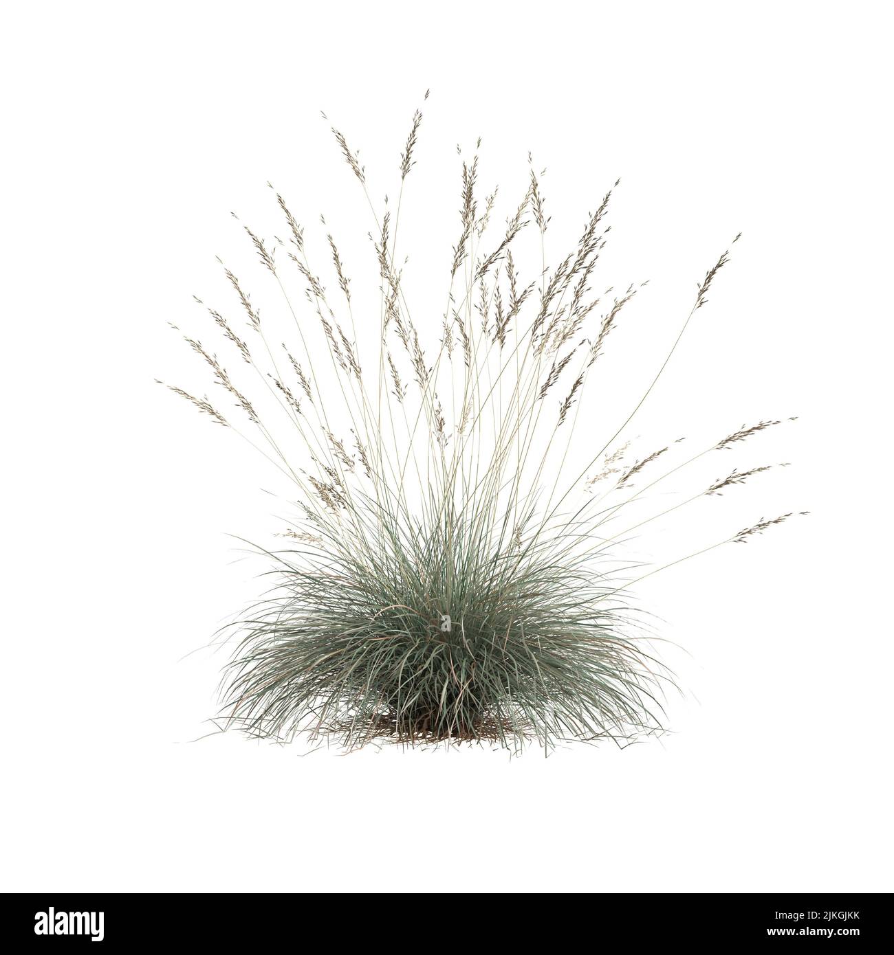 3D Illustration von Helictotrichon sempervirens Gras isoliert auf weißem Hintergrund Stockfoto