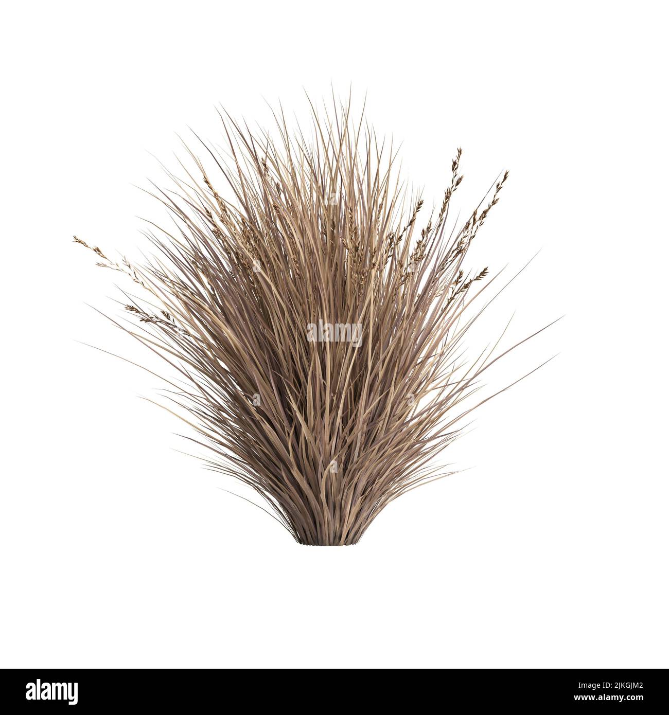 3D Illustration von Chionochloa rubra Stockfoto