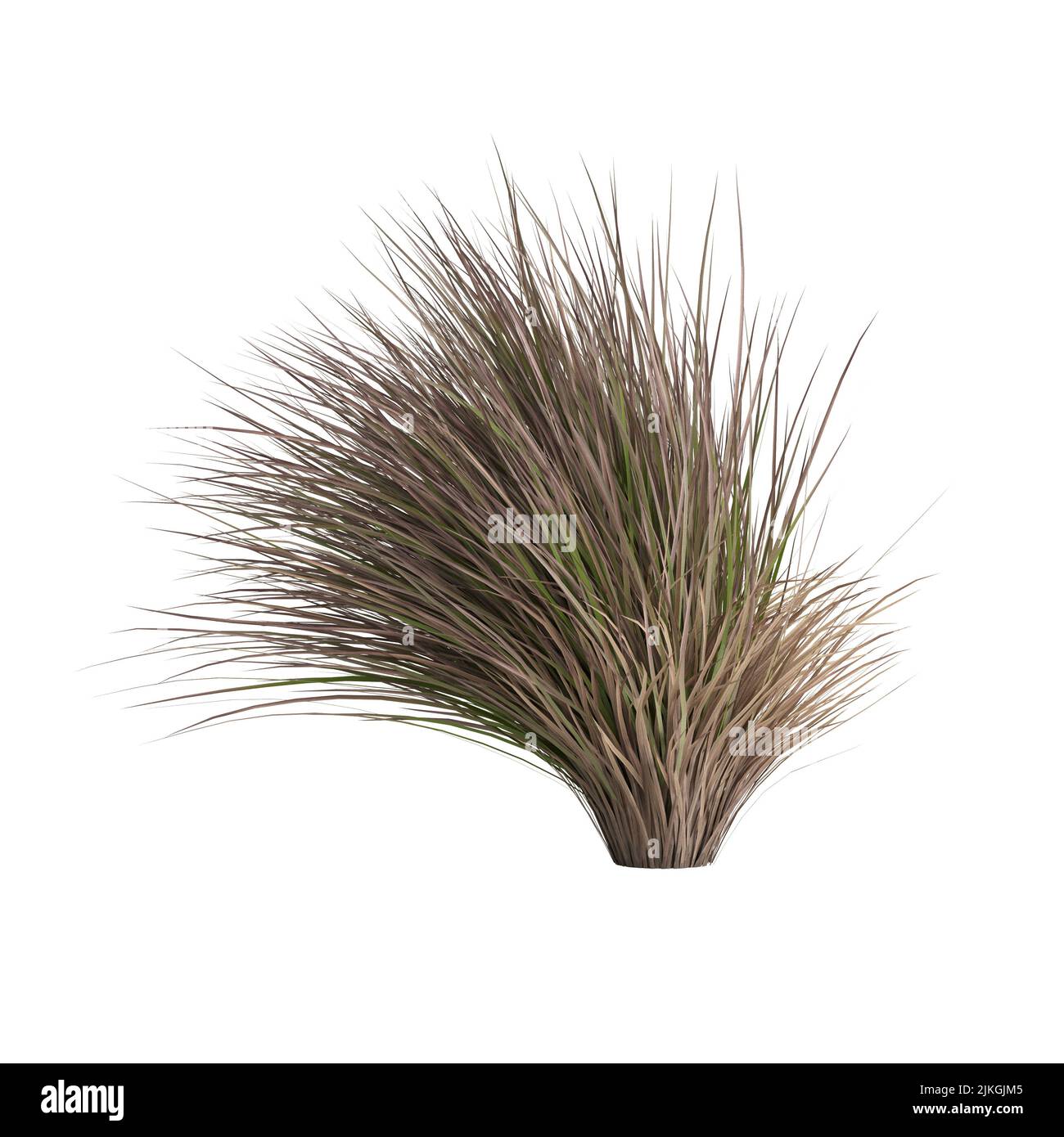 3D Illustration von Chionochloa rubra Stockfoto