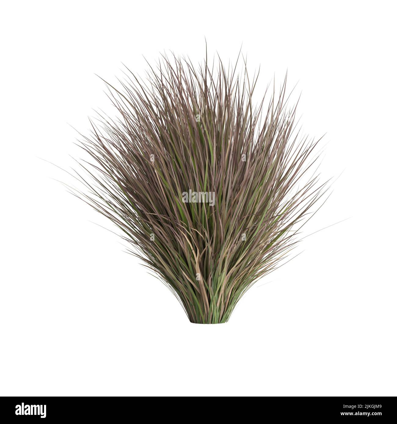 3D Illustration von Chionochloa rubra Stockfoto