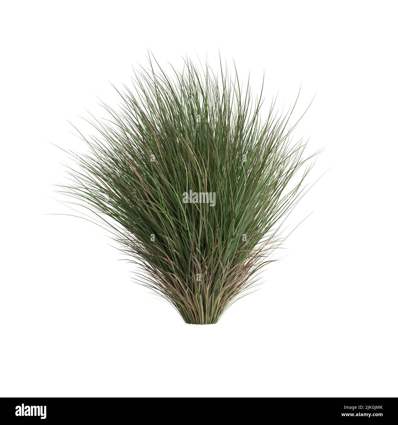 3D Illustration von Chionochloa rubra Stockfoto
