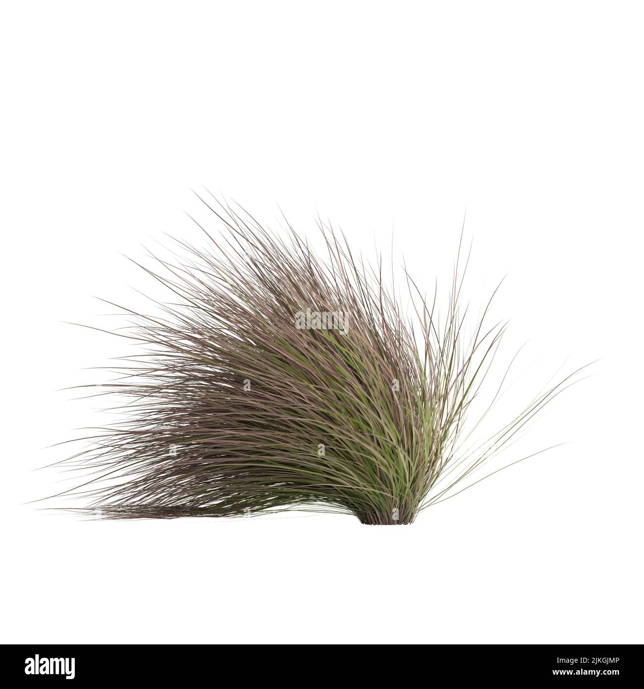 3D Illustration von Chionochloa rubra Stockfoto