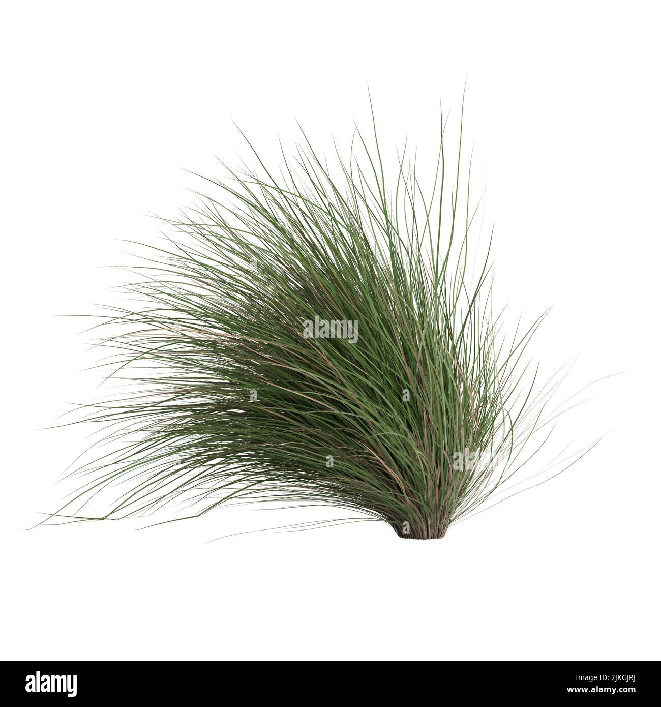 3D Illustration von Chionochloa rubra Stockfoto