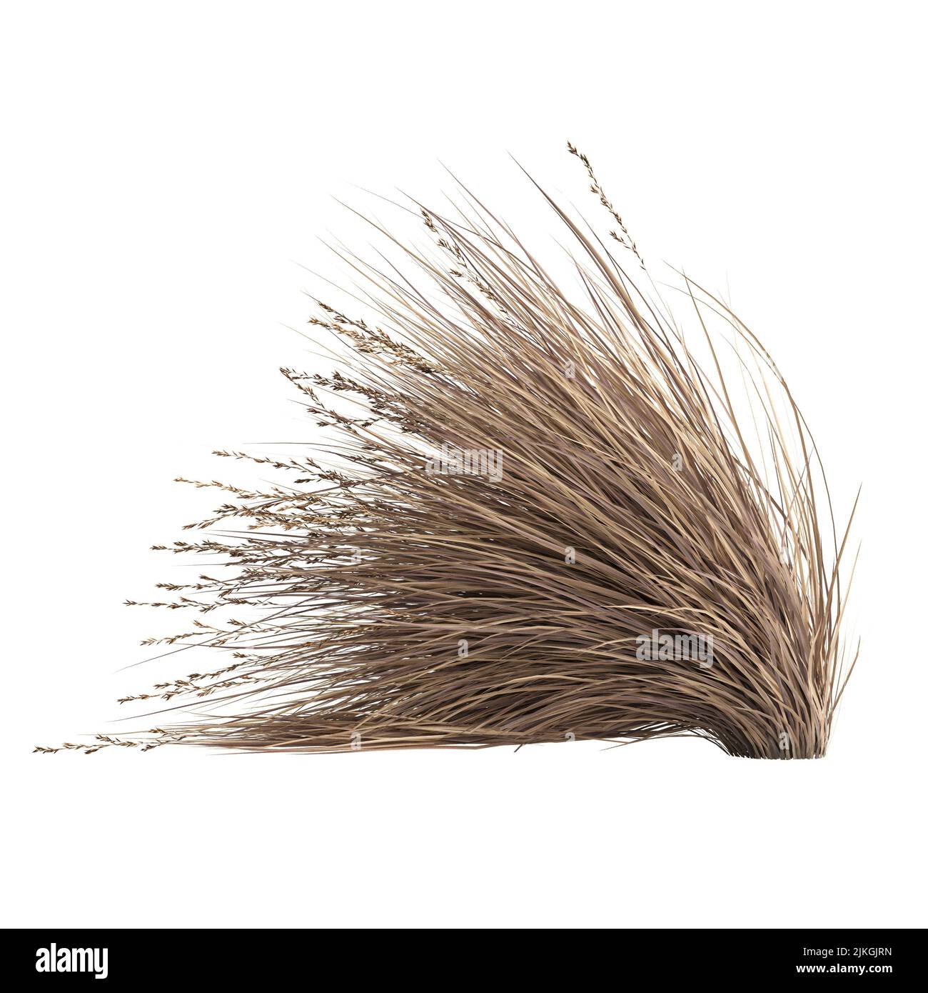 3D Illustration von Chionochloa rubra Stockfoto