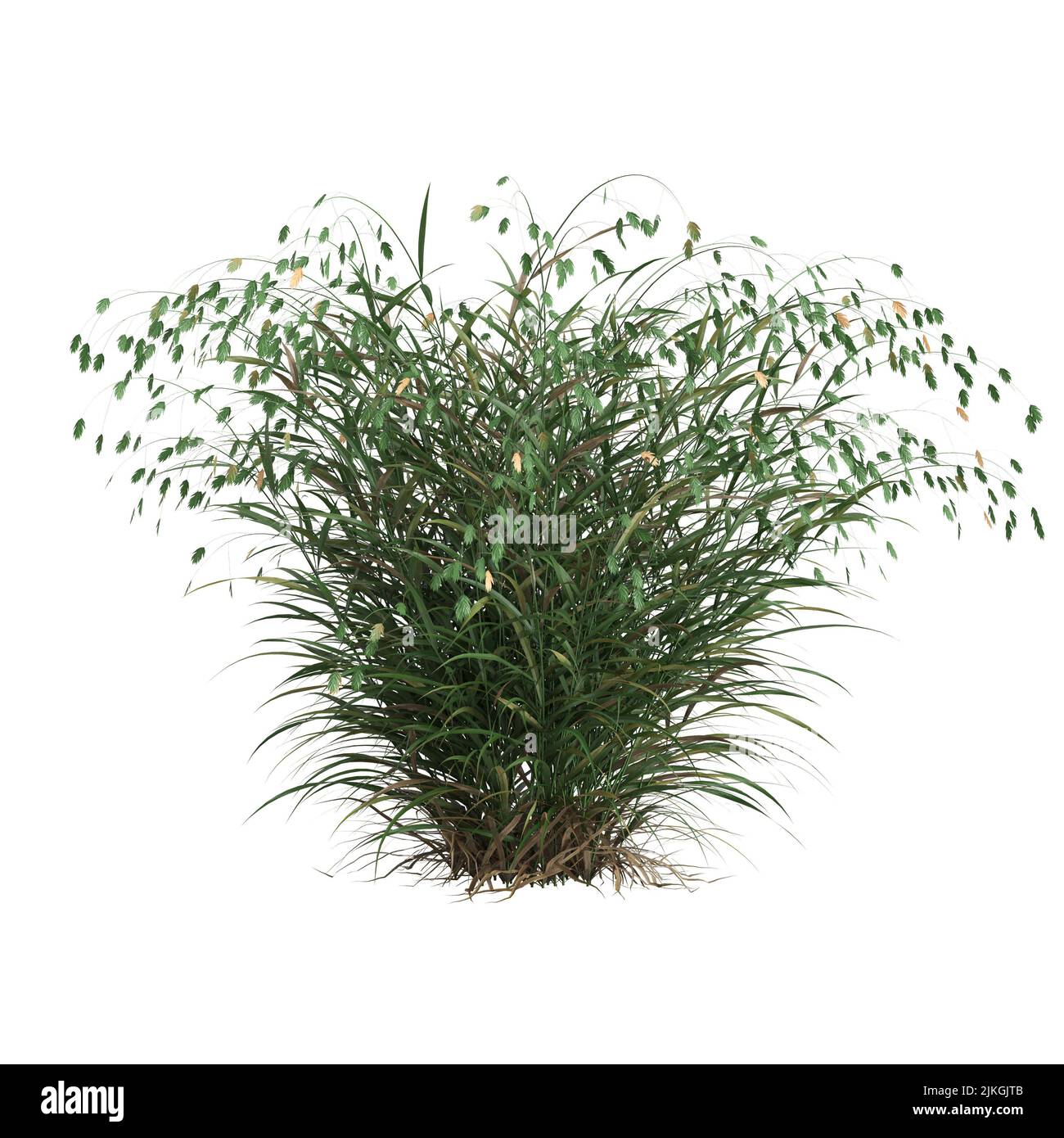 3D Illustration von Chasmanthium latifolium Gras isoliert auf weißem Hintergrund Stockfoto