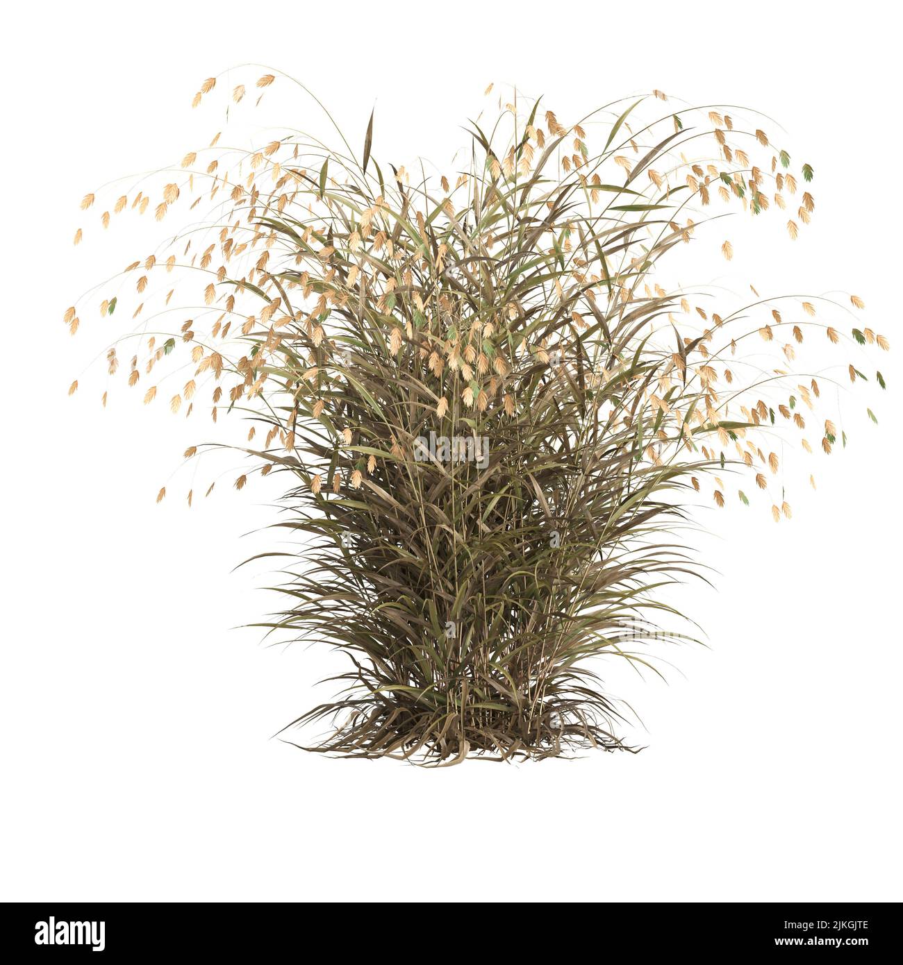 3D Illustration von Chasmanthium latifolium Gras isoliert auf weißem Hintergrund Stockfoto