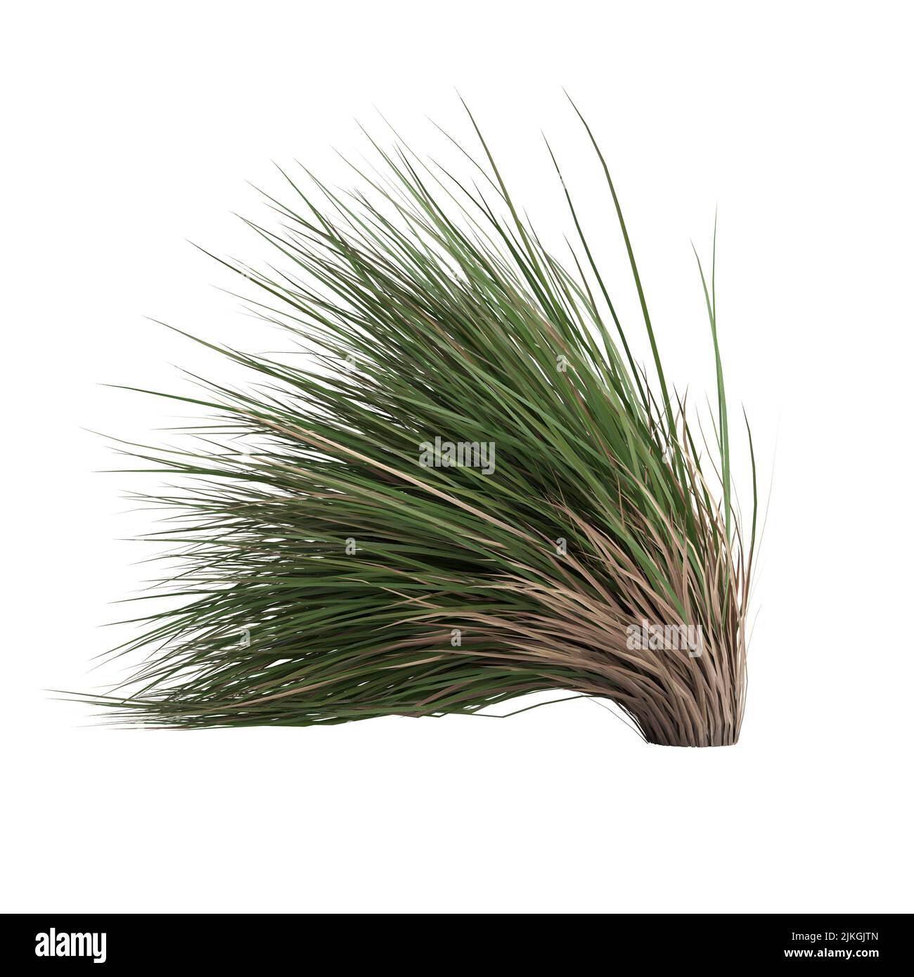 3D Illustration von Chionochloa rubra Stockfoto