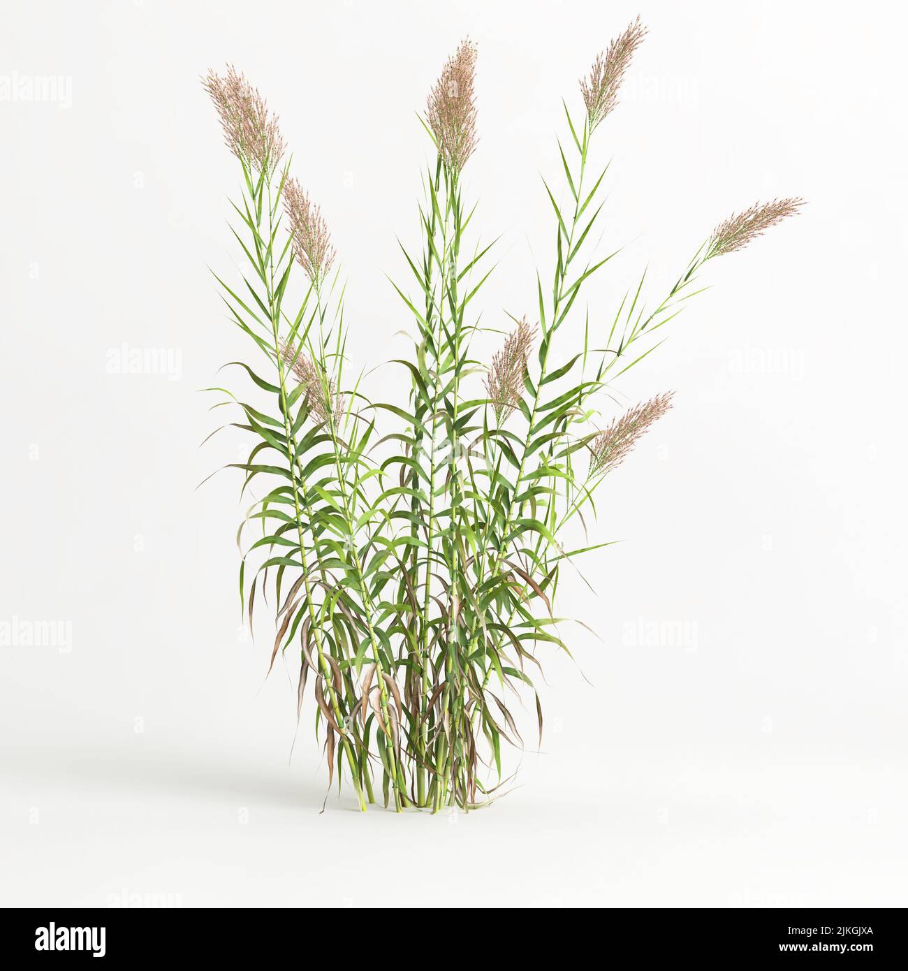 3D Illustration von Arundo Donax Gras isoliert auf weißem Hintergrund Stockfoto