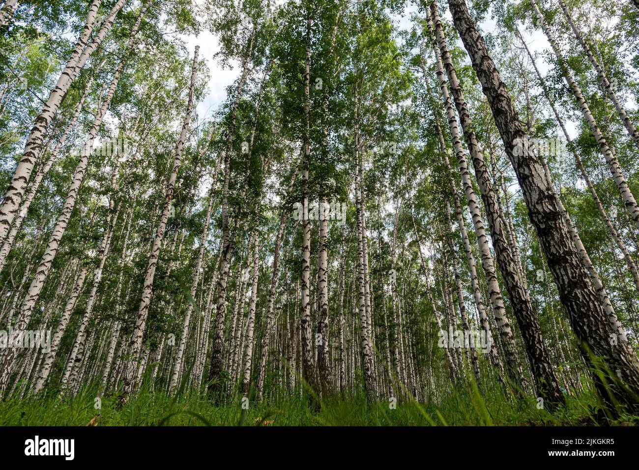 Weiße Birken, Natur im Wald, Sommer. Blick von unten. Stockfoto