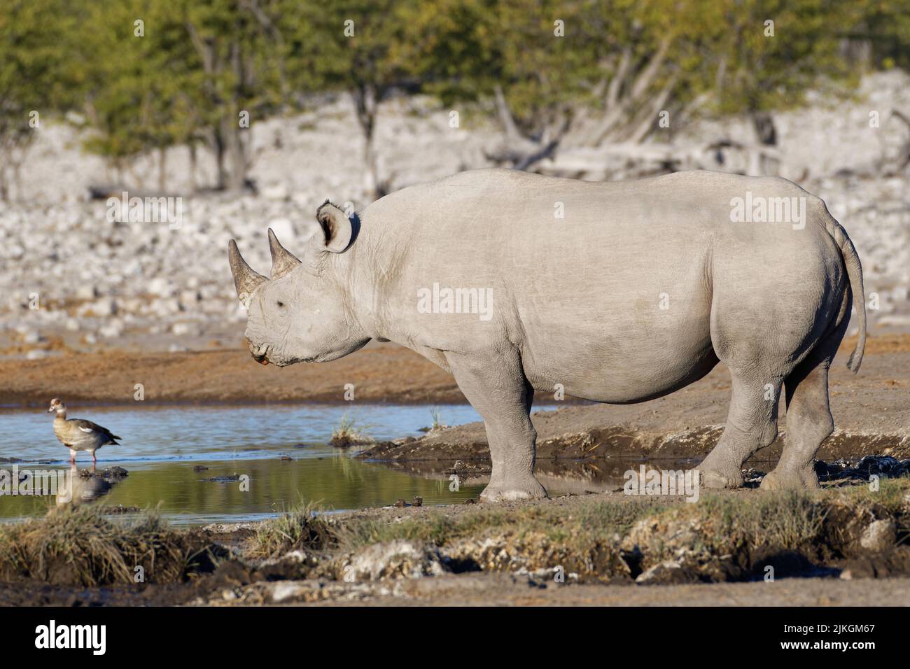 Schwarzes Nashorn (Diceros bicornis), erwachsenes Männchen, das am