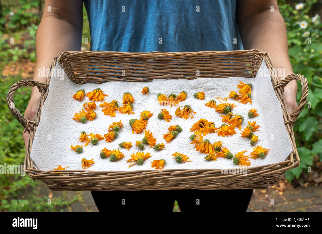 Calendula für medizinische Zwecke trocknen, Blüten von Calendula officinalis in Holzkorb schneiden Stockfoto