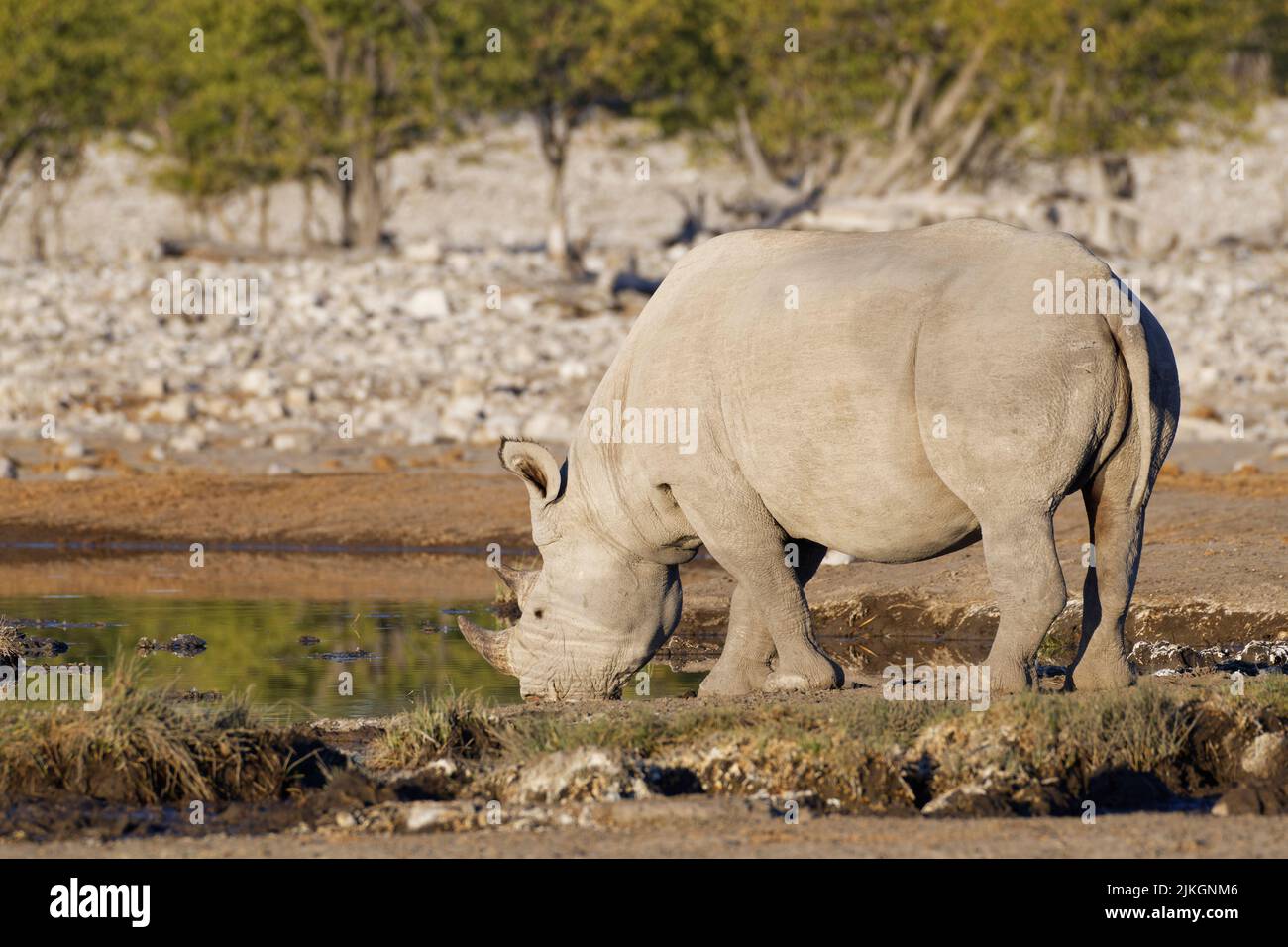 Schwarzes Nashorn (Diceros bicornis), erwachsener Mann, trinkt am Wasserloch, Etosha National Park, Namibia, Afrika Stockfoto