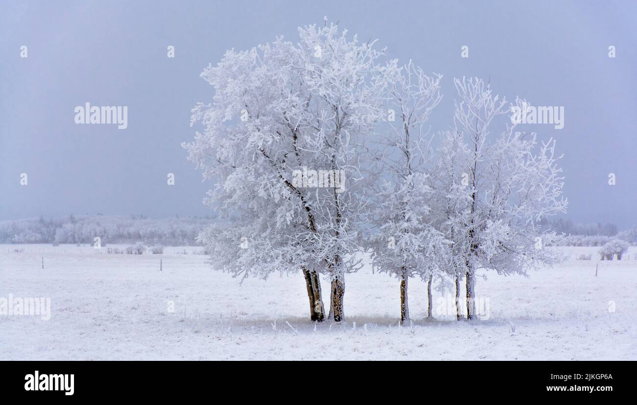 Eine schöne Aufnahme von Bäumen auf einem Feld voll mit Schnee bedeckt Stockfoto