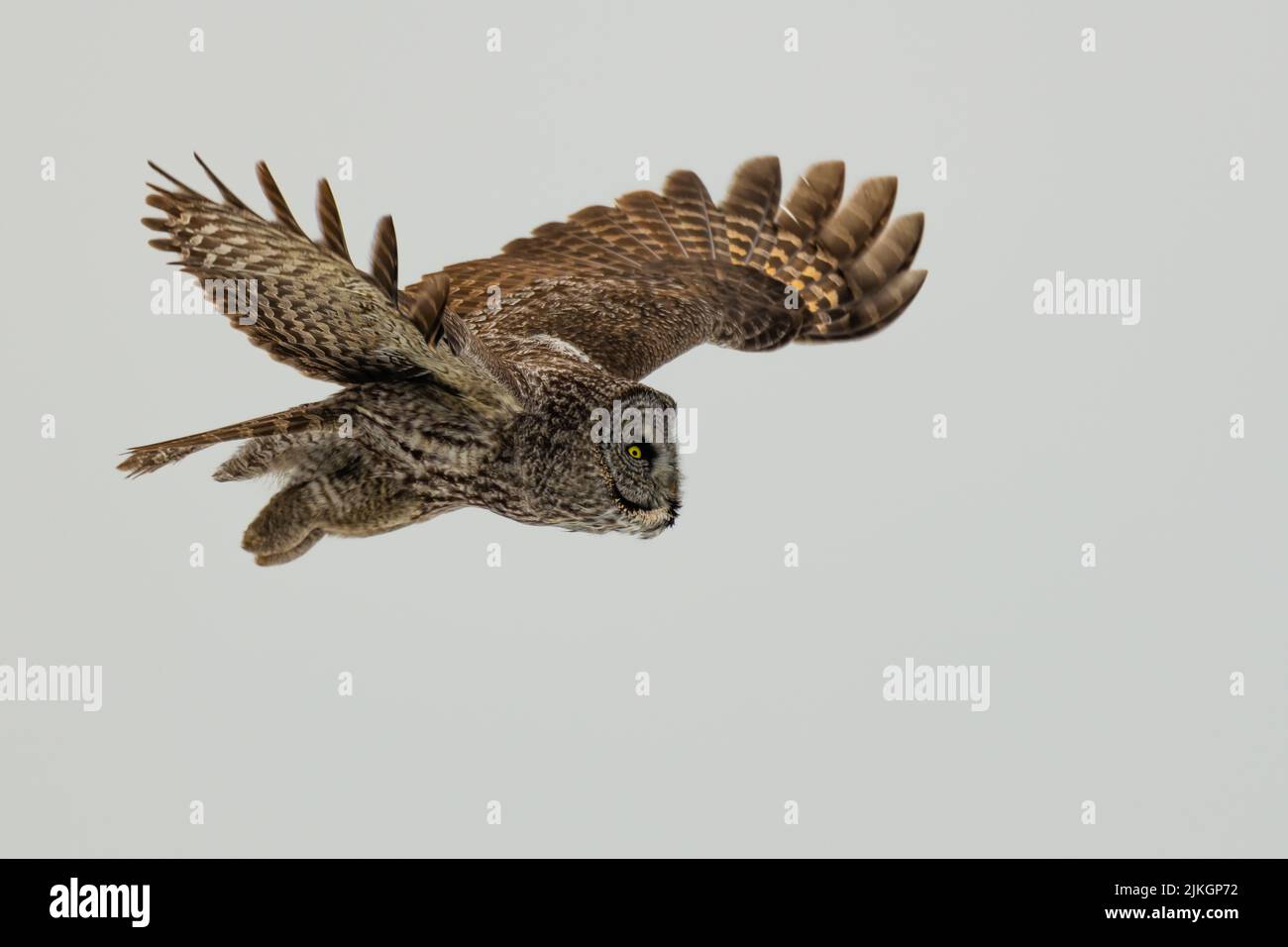Eine große graue Eule im Flug auf dem weißen Hintergrund Stockfoto