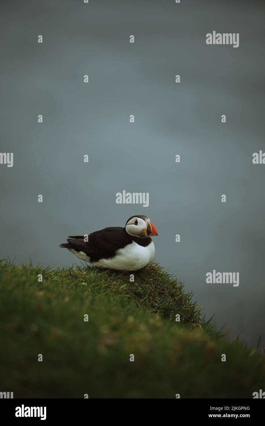 Eine vertikale Aufnahme eines Atlantischen Paffins (Fraterkula arctica) auf einem verschwommenen Hintergrund auf den Färöer Inseln Stockfoto