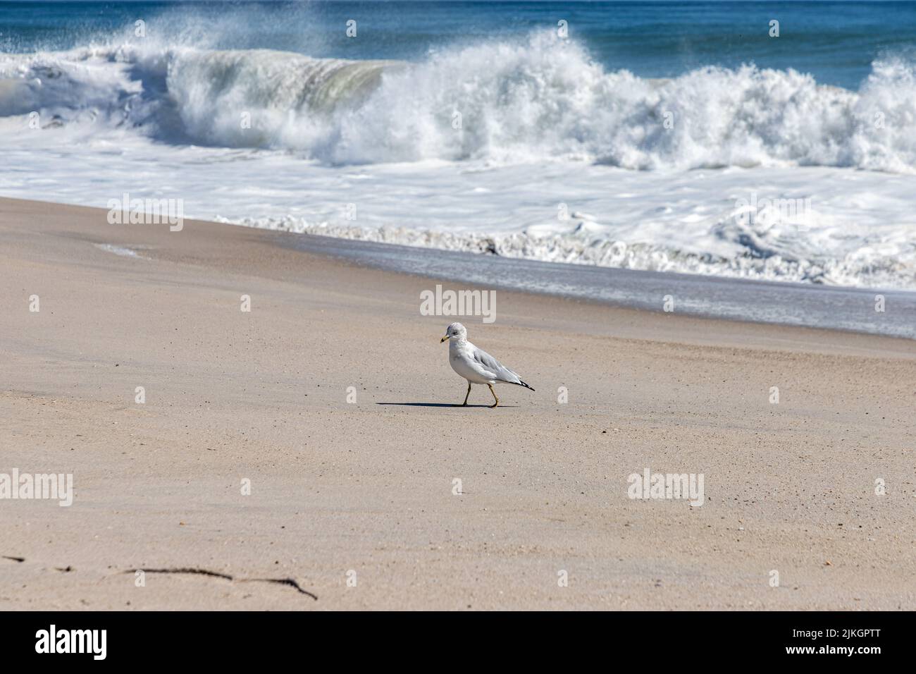 Eine kleine Möwe, die am Strand läuft und die Wellen am Point Pleasant Beach auf die Küste treffen Stockfoto