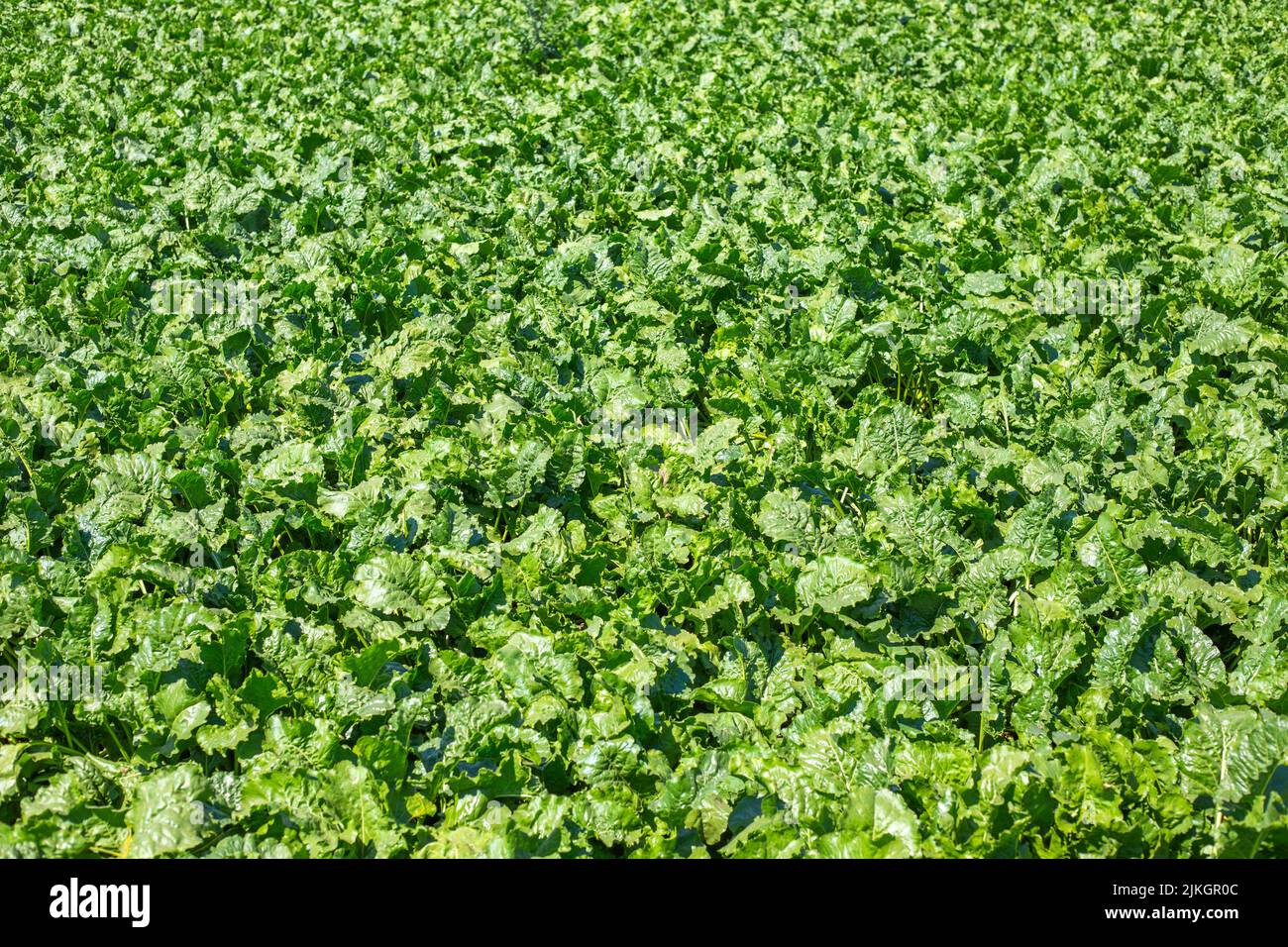 Landwirtschaftliche Feld von Zuckerrüben, Anbau und Pflege, Ernte Gemüse. Grüner Hintergrund von Blättern. Stockfoto