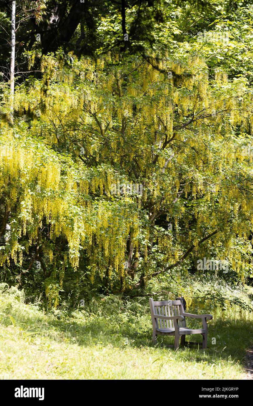 Goldene Kette Laburnum Baum in voller Blüte Stockfoto