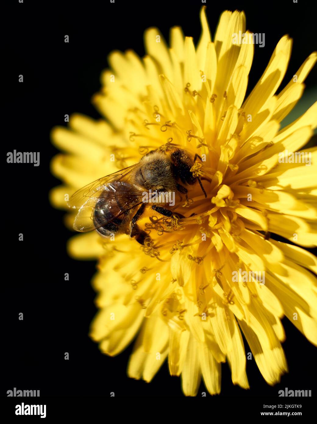 Eine vertikale Nahaufnahme der Honigbiene auf der Dandelionenblume vor dem dunklen Hintergrund. Stockfoto