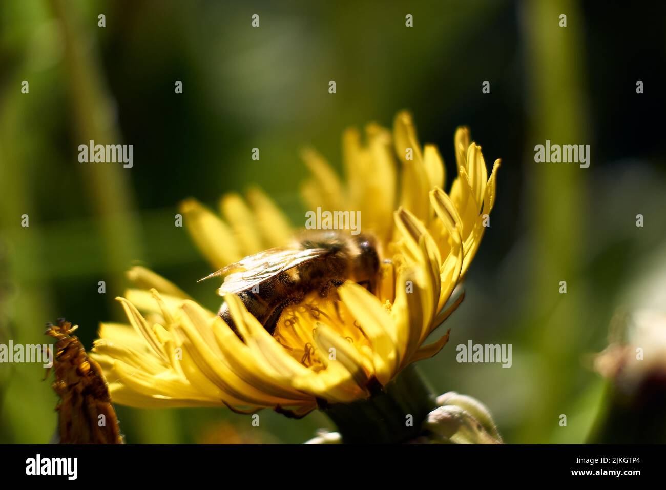 Eine Nahaufnahme der Honigbiene auf der Elendelonblüte vor dem verschwommenen Hintergrund. Geringer Fokus. Stockfoto