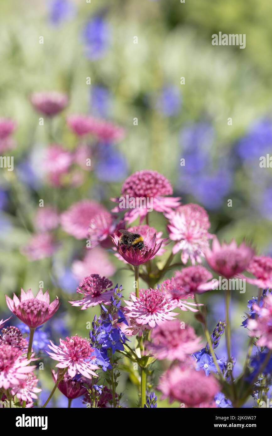 Bienen sammeln Pollen von einer Pink Astratia Stockfoto