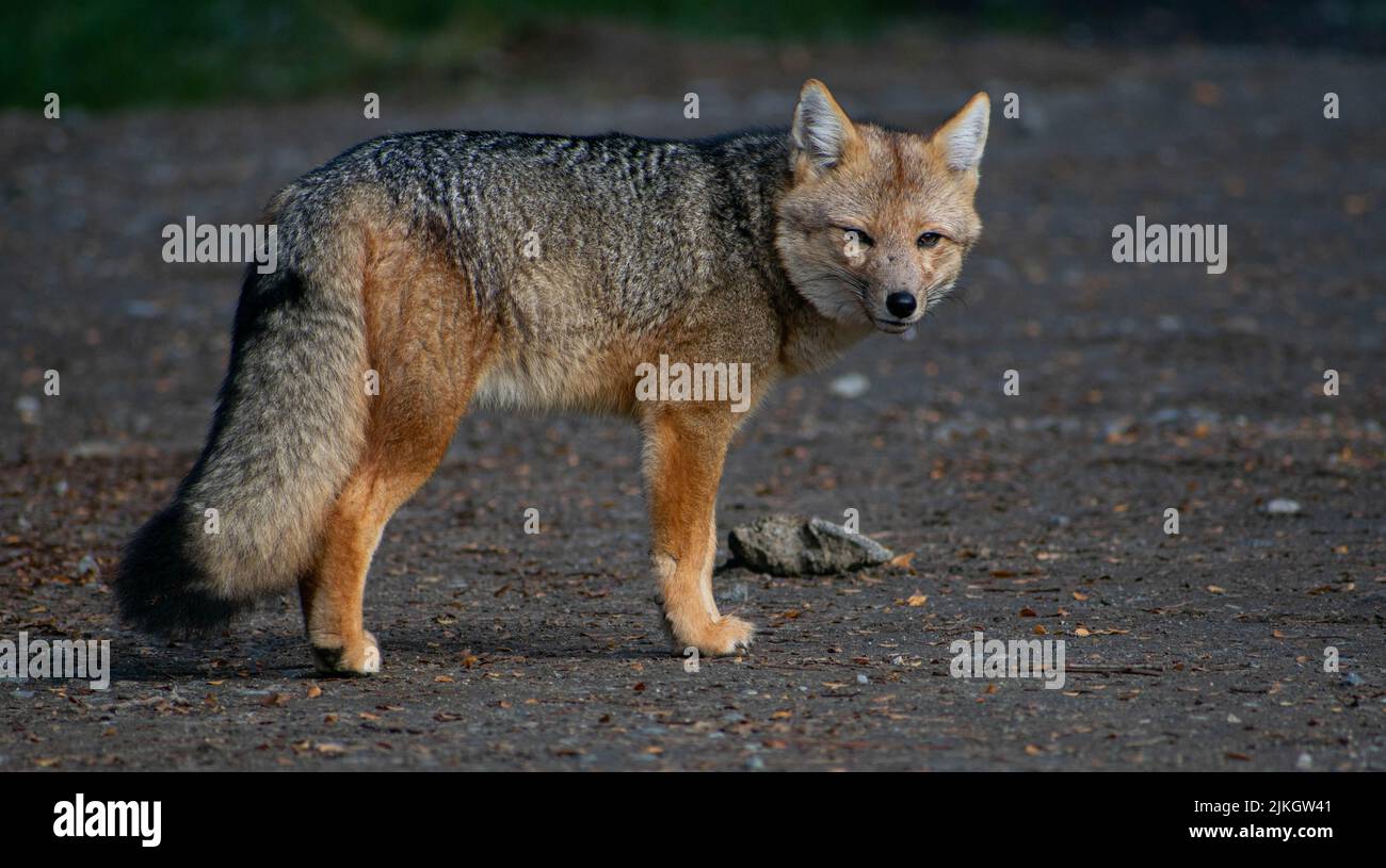 Nahaufnahme eines Culpeos (Lycalopex culpaeus), der auf einer asphaltierten Straße steht Stockfoto