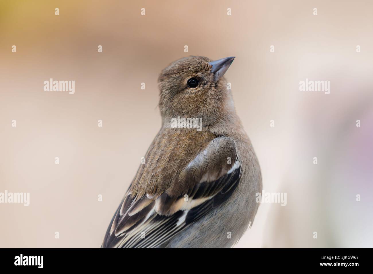 Eine flache Fokusaufnahme eines weiblichen Buchfinkens (Fringilla coelebs) Stockfoto