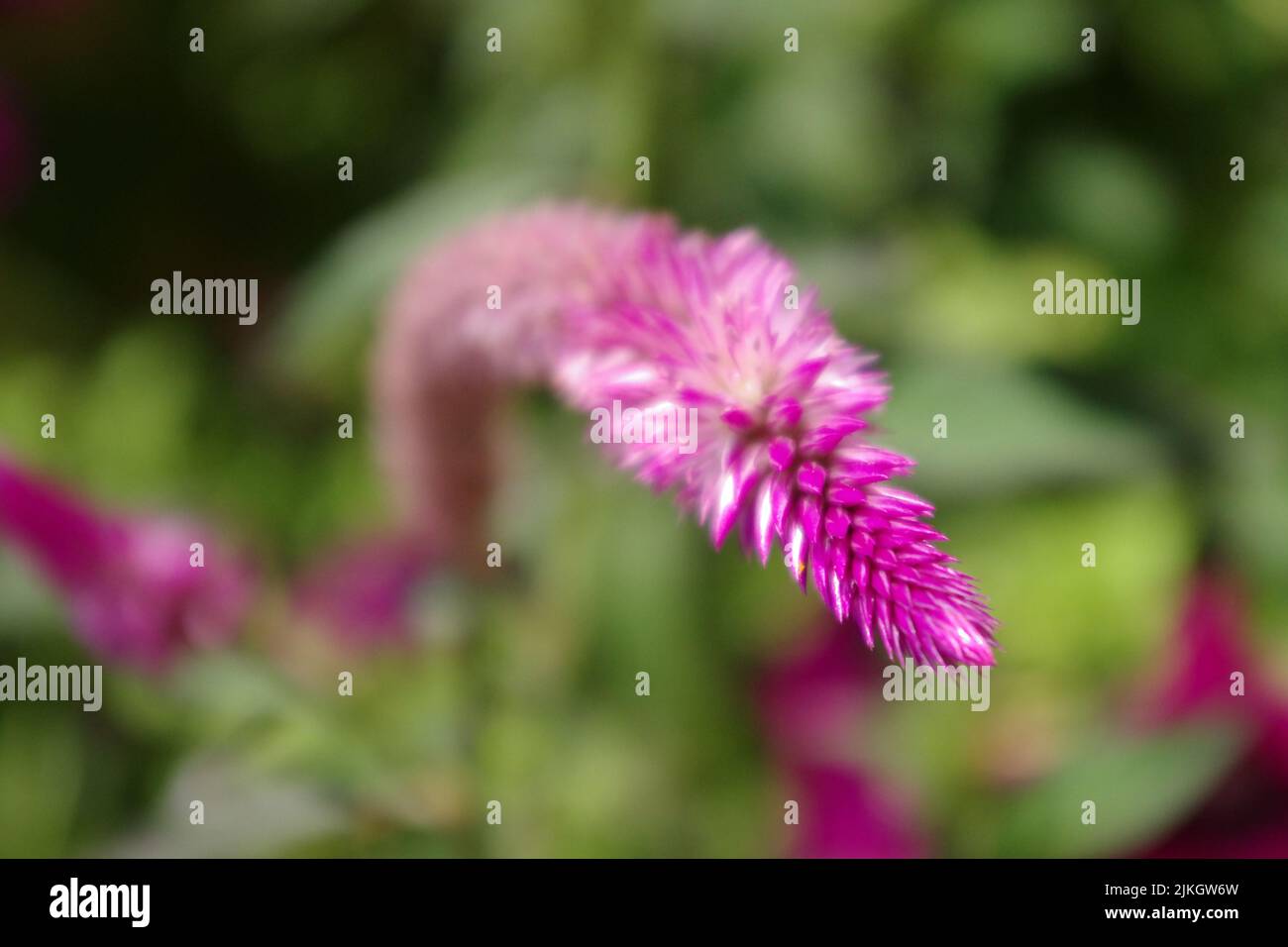 Eine selektive Fokusaufnahme der Spitze von Woolflower Stockfoto