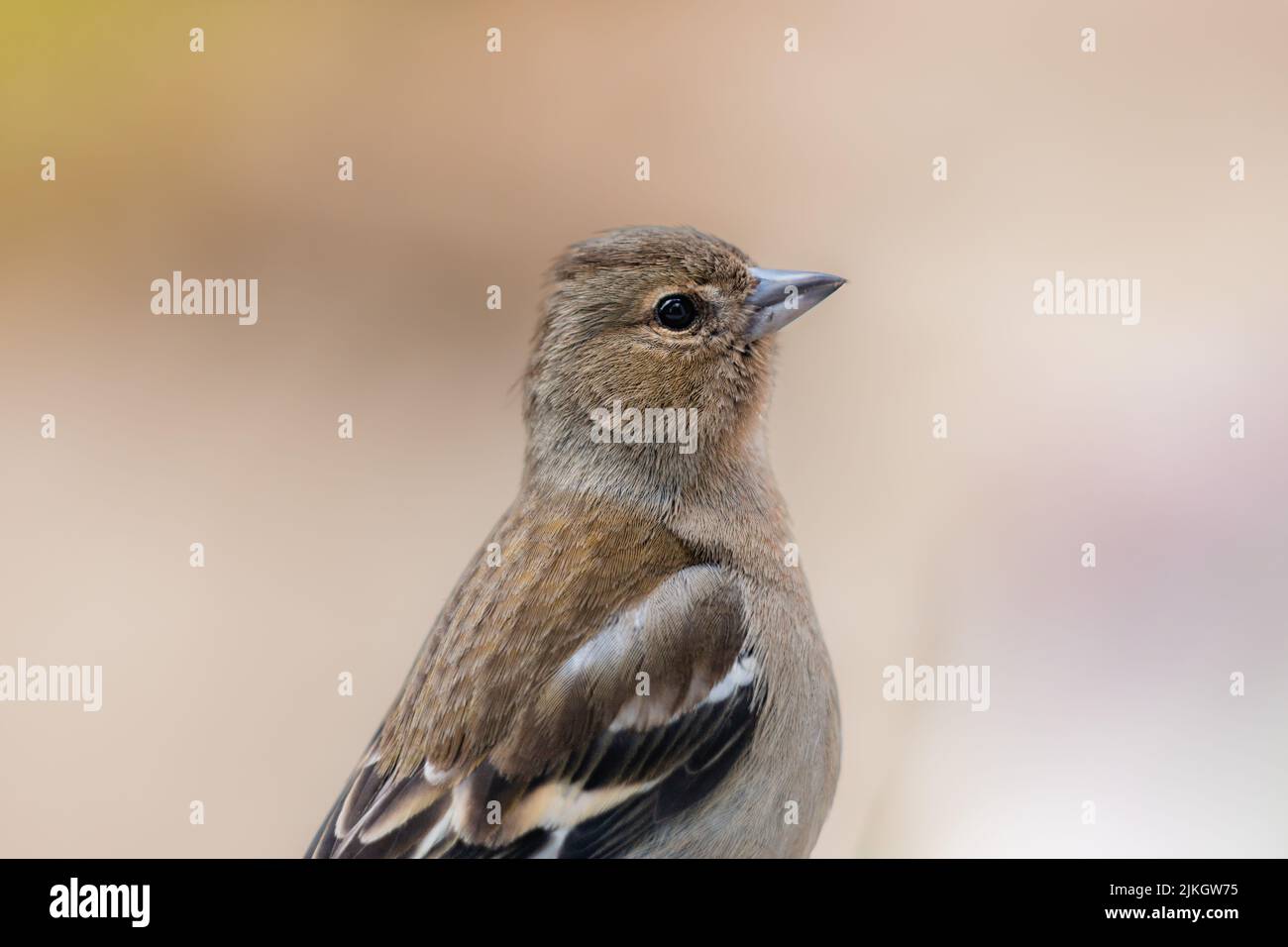 Eine flache Fokusaufnahme eines weiblichen Buchfinkens (Fringilla coelebs) Stockfoto
