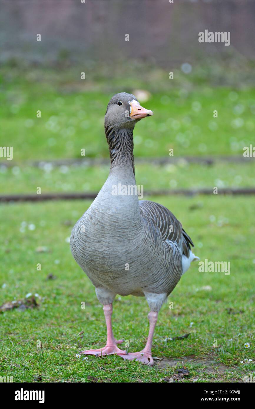 Die Nahaufnahme der Graylag-Gans, die senkrecht auf dem frischen Gras steht Stockfoto